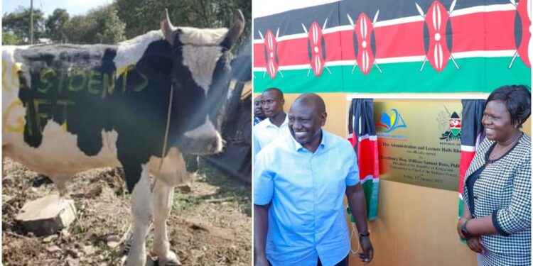 Homa Bay: Gladys Wanga Gifts William Ruto “Branded” Bull