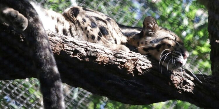 Police Investigate Missing Clouded Leopard at Dallas Zoo Police Investigate Missing Clouded Leopard at Dallas Zoo