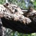 Police Investigate Missing Clouded Leopard at Dallas Zoo