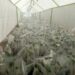 Farmers Assured of Coffee Seedlings – Kenya News Agency Farmers Assured of Coffee Seedlings – Kenya News Agency