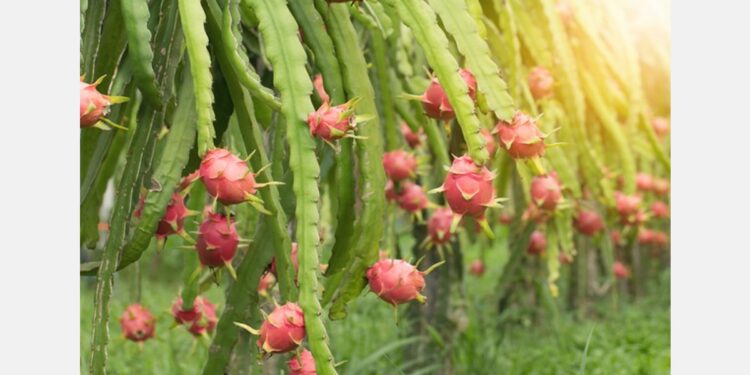 Growers urged to invest in dragon fruit cultivation Growers urged to invest in dragon fruit cultivation