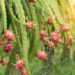 Growers urged to invest in dragon fruit cultivation Growers urged to invest in dragon fruit cultivation