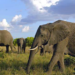 Elephants invade Igembe North farms – Kenya News Agency