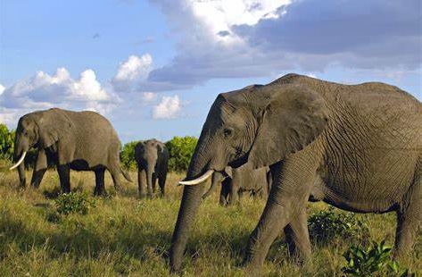 Elephants invade Igembe North farms – Kenya News Agency Elephants invade Igembe North farms – Kenya News Agency
