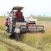 Kenya to boost production of rice after a spike in demand