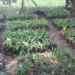 Palm oil trees new path for Busia farmers – Kenya News Agency Palm oil trees new path for Busia farmers – Kenya News Agency