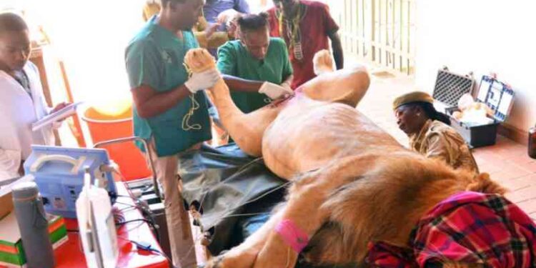 Photos: Vasectomy conducted on Nairobi lion