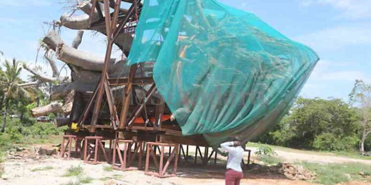 Lobby sues State over lucrative Baobab tree export deal to US Lobby sues State over lucrative Baobab tree export deal to US