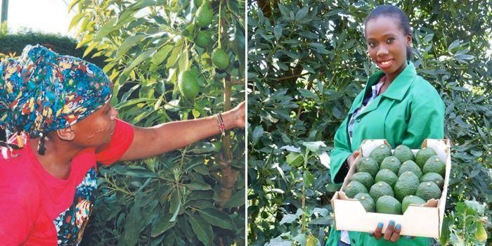 Kenyan Who Made Ksh 4M Selling Avocados Reveals Secret to Success Kenyan Who Made Ksh 4M Selling Avocados Reveals Secret to Success