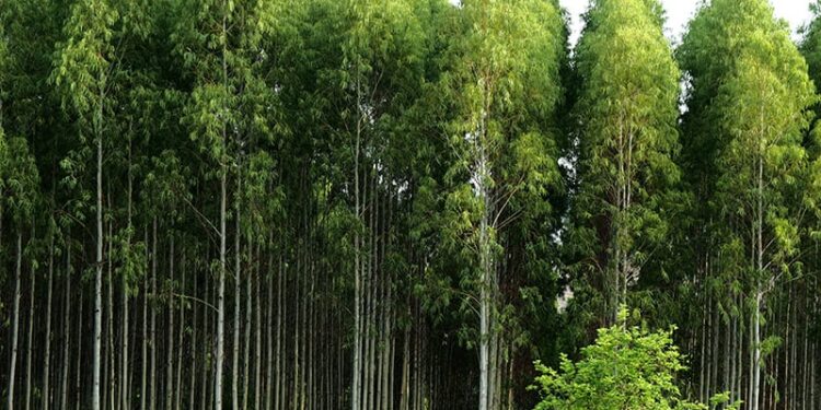 State puts on notice residents encroaching forests – Kenya News Agency State puts on notice residents encroaching forests – Kenya News Agency