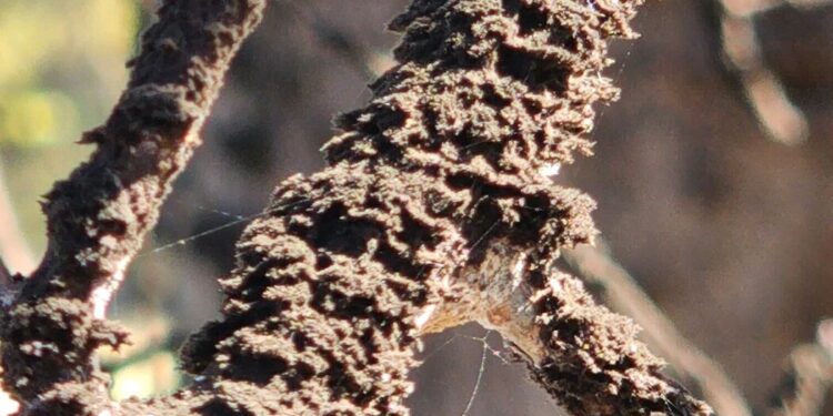 Whiskey Fungus Fed by Jack Daniel’s Encrusts a Tennessee Town Whiskey Fungus Fed by Jack Daniel’s Encrusts a Tennessee Town