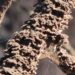 Whiskey Fungus Fed by Jack Daniel’s Encrusts a Tennessee Town